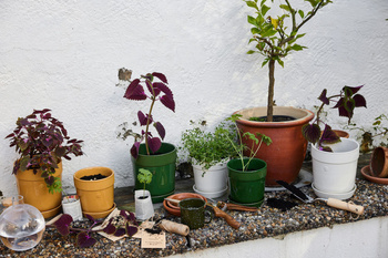 DONICZKA ELISE, ŚREDNIA ZIELONA