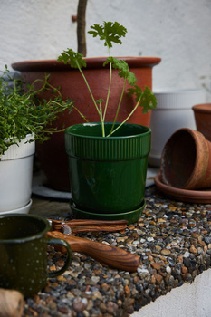 DONICZKA ELISE, MAŁA ZIELONA