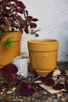 DONICZKA ELISE, MAŁA Ż&Oacute;ŁTA